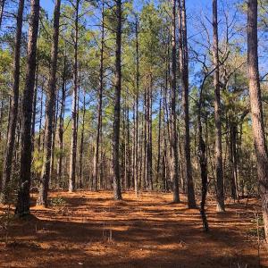 Photo #6 of SOLD property in Off Dragonfly Lane, Sanford, NC 10.1 acres