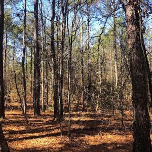 Photo #7 of SOLD property in Off Dragonfly Lane, Sanford, NC 10.1 acres