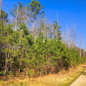 Photo #10 of SOLD property in Off Dragonfly Lane, Sanford, NC 10.1 acres