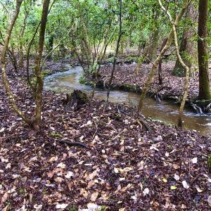 Photo #11 of SOLD property in Off Dragonfly Lane, Sanford, NC 10.1 acres