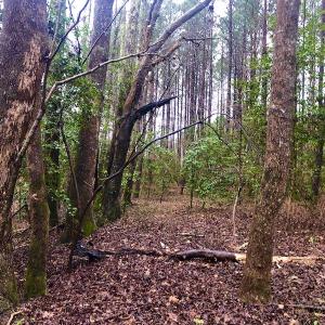 Photo #13 of SOLD property in Off Dragonfly Lane, Sanford, NC 10.1 acres