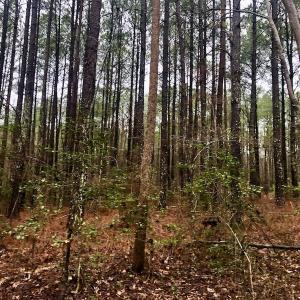 Photo #14 of SOLD property in Off Dragonfly Lane, Sanford, NC 10.1 acres