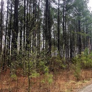 Photo #15 of SOLD property in Off Dragonfly Lane, Sanford, NC 10.1 acres