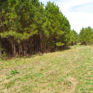 Photo #4 of SOLD property in Off Jackson Rd, Suffolk, VA 18.0 acres