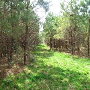 Photo #6 of SOLD property in Off Jackson Rd, Suffolk, VA 18.0 acres