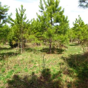 Photo #7 of SOLD property in Off Jackson Rd, Suffolk, VA 18.0 acres