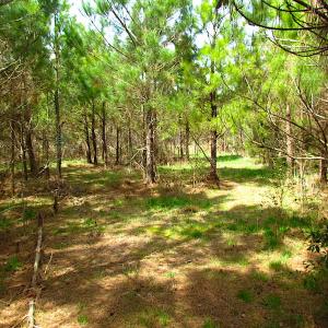 Photo #8 of SOLD property in Off Jackson Rd, Suffolk, VA 18.0 acres