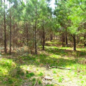 Photo #9 of SOLD property in Off Jackson Rd, Suffolk, VA 18.0 acres