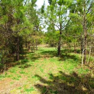 Photo #10 of SOLD property in Off Jackson Rd, Suffolk, VA 18.0 acres
