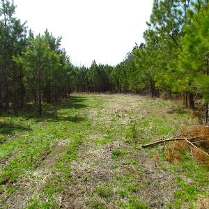 Photo #12 of SOLD property in Off Jackson Rd, Suffolk, VA 18.0 acres