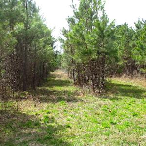 Photo #15 of SOLD property in Off Jackson Rd, Suffolk, VA 18.0 acres