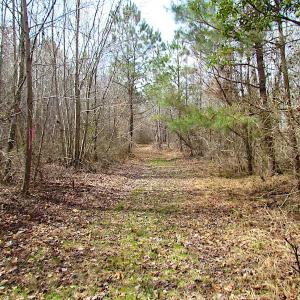 Photo #17 of SOLD property in Off Jackson Rd, Suffolk, VA 18.0 acres