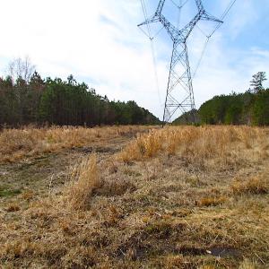 Photo #19 of SOLD property in Off Jackson Rd, Suffolk, VA 18.0 acres