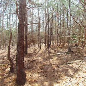 Photo #22 of SOLD property in Off Jackson Rd, Suffolk, VA 18.0 acres