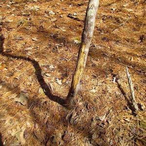 Photo #23 of SOLD property in Off Jackson Rd, Suffolk, VA 18.0 acres
