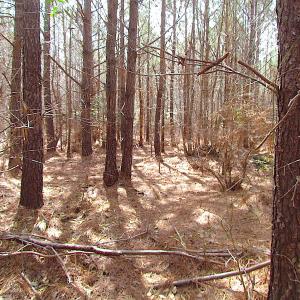Photo #24 of SOLD property in Off Jackson Rd, Suffolk, VA 18.0 acres