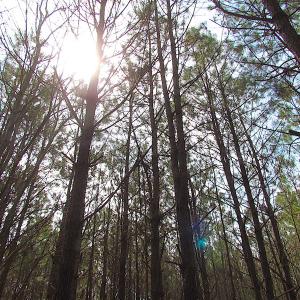Photo #25 of SOLD property in Off Jackson Rd, Suffolk, VA 18.0 acres