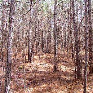 Photo #26 of SOLD property in Off Jackson Rd, Suffolk, VA 18.0 acres