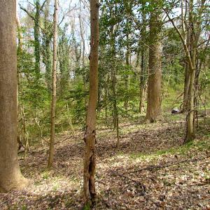 Photo #16 of Oak Tree Lane, Smithfield, VA 11.0 acres