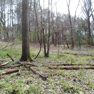 Photo #19 of Oak Tree Lane, Smithfield, VA 11.0 acres