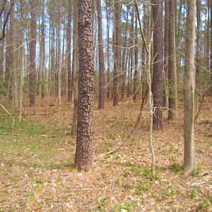Photo #22 of Oak Tree Lane, Smithfield, VA 11.0 acres