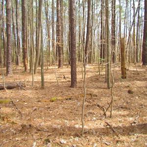 Photo #23 of Oak Tree Lane, Smithfield, VA 11.0 acres