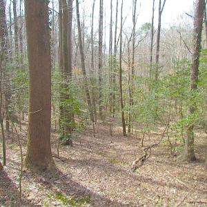 Photo #24 of Oak Tree Lane, Smithfield, VA 11.0 acres