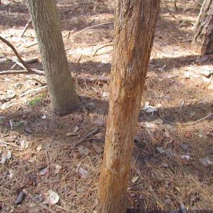 Photo #31 of Oak Tree Lane, Smithfield, VA 11.0 acres