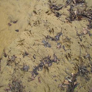 Photo #33 of Oak Tree Lane, Smithfield, VA 11.0 acres