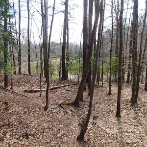 Photo #34 of Oak Tree Lane, Smithfield, VA 11.0 acres