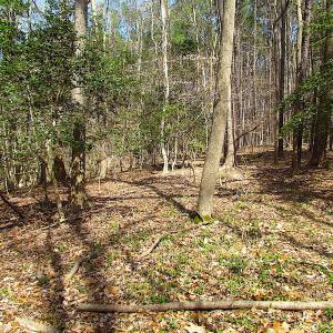 Photo #40 of Oak Tree Lane, Smithfield, VA 11.0 acres