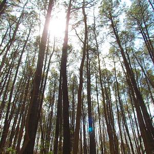 Photo #45 of Oak Tree Lane, Smithfield, VA 11.0 acres