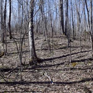 Photo #39 of SOLD property in 2245 Glenland Rd , Hurt, VA 65.0 acres