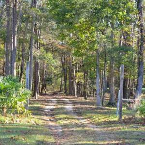 Photo #7 of Off Union School Road, Coward, SC 78.3 acres