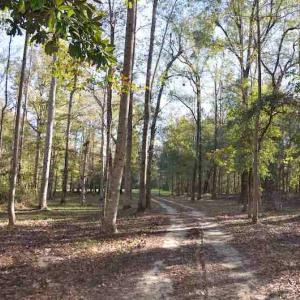 Photo #8 of Off Union School Road, Coward, SC 78.3 acres