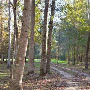 Photo #9 of Off Union School Road, Coward, SC 78.3 acres