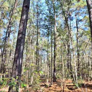 Photo #29 of Off Union School Road, Coward, SC 78.3 acres
