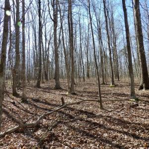 Photo #8 of SOLD property in Jacoby Rd, Louisa, VA 28.9 acres