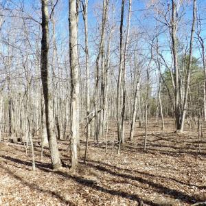 Photo #10 of SOLD property in Jacoby Rd, Louisa, VA 28.9 acres