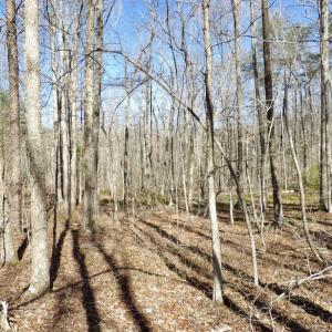 Photo #6 of SOLD property in Jacoby Rd, Louisa, VA 28.9 acres