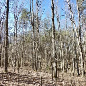 Photo #11 of SOLD property in Jacoby Rd, Louisa, VA 28.9 acres