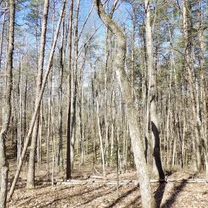 Photo #33 of SOLD property in Jacoby Rd, Louisa, VA 28.9 acres