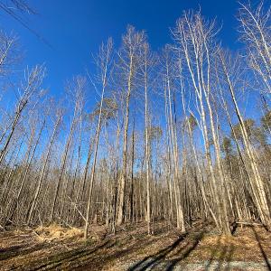 Photo #17 of Lot-17, Pointe Mayo Drive, Roxboro, NC 6.4 acres