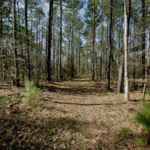 Photo #25 of SOLD property in OFF HWY 46, Garysburg, NC 138.8 acres