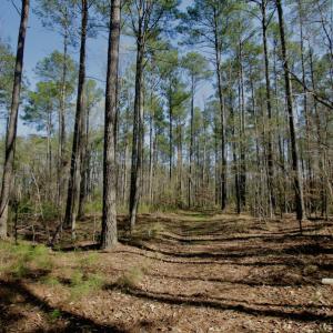 Photo #26 of SOLD property in OFF HWY 46, Garysburg, NC 138.8 acres
