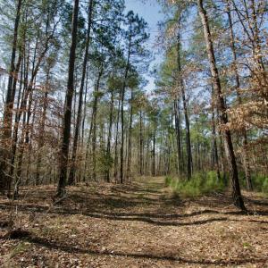 Photo #27 of SOLD property in OFF HWY 46, Garysburg, NC 138.8 acres