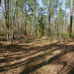 Photo #29 of SOLD property in OFF HWY 46, Garysburg, NC 138.8 acres