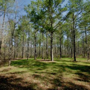 Photo #32 of SOLD property in OFF HWY 46, Garysburg, NC 138.8 acres