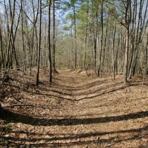 Photo #33 of SOLD property in OFF HWY 46, Garysburg, NC 138.8 acres