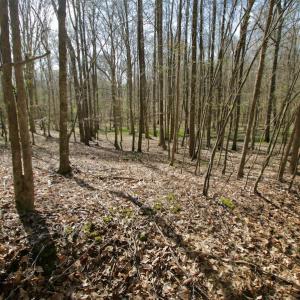 Photo #34 of SOLD property in OFF HWY 46, Garysburg, NC 138.8 acres